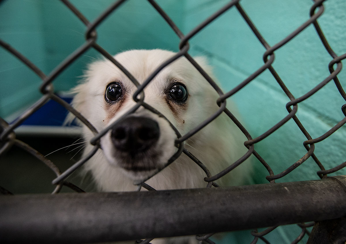Animal Shelter
